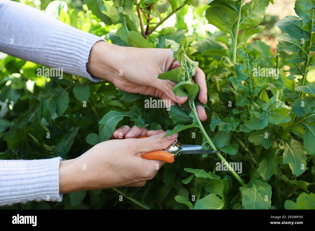 Woman cutting fresh arugula leaves with pruner outdoors, closeup Stock Photo