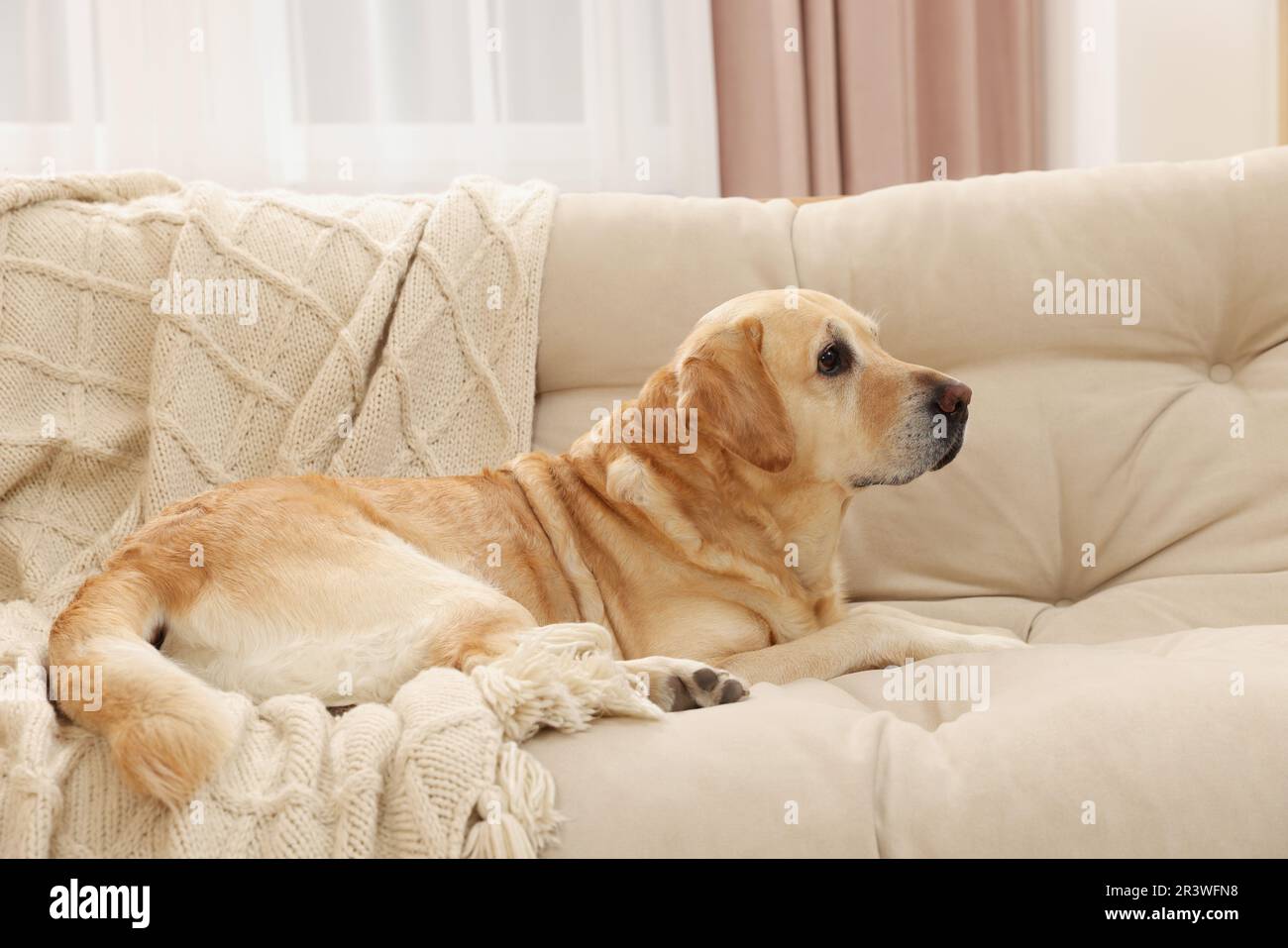 Cute Golden Labrador Retriever on couch in living room Stock Photo - Alamy