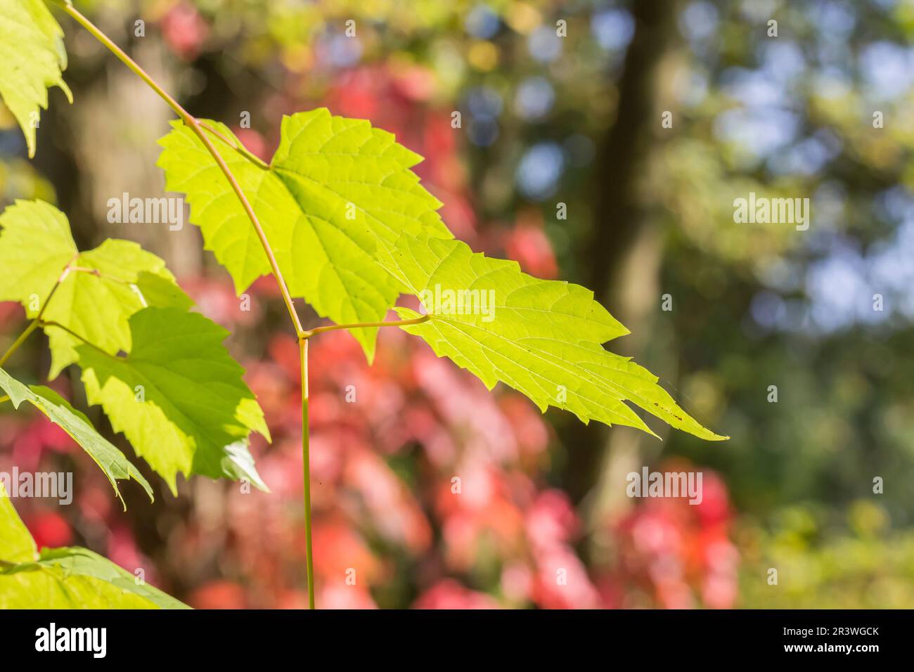 Carya cordiformis, known as Bitternut hickory and Swamp hickory Stock