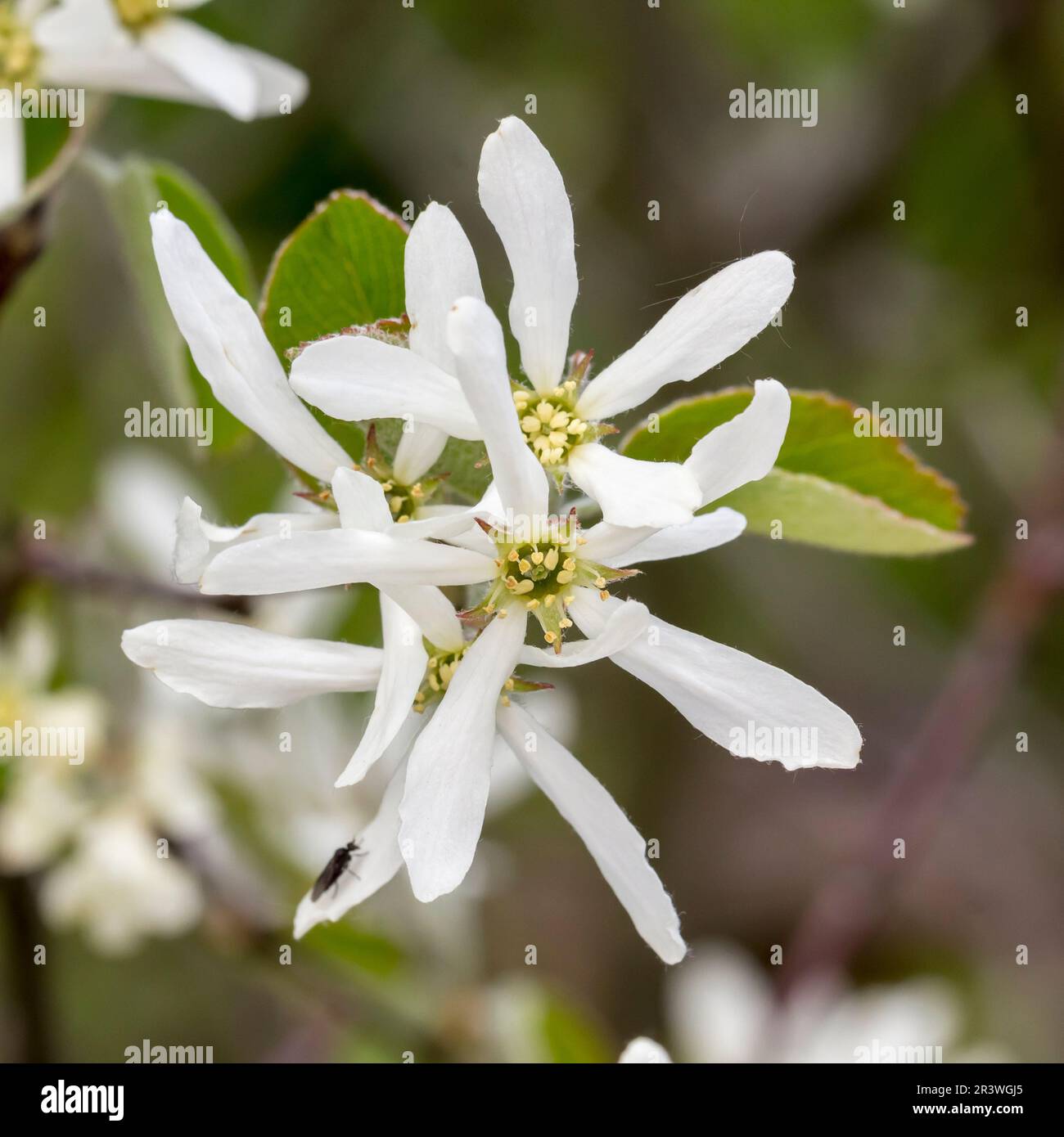 Amelanchier ovalis, common names are Snowy mespilus, Garden serviceberry and Grape pear Stock Photo