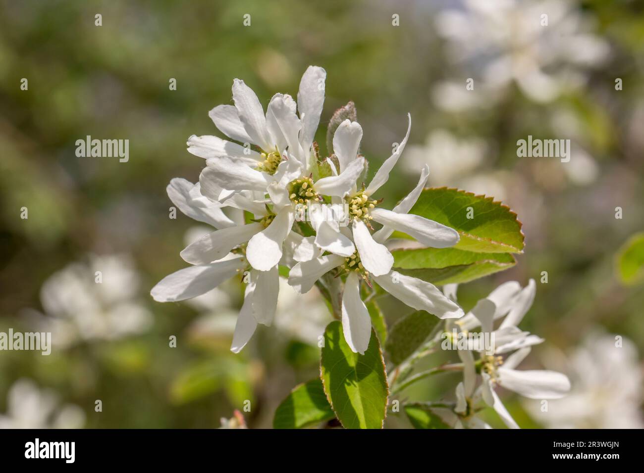 Amelanchier ovalis, common names are Snowy mespilus, Garden serviceberry and Grape pear Stock Photo