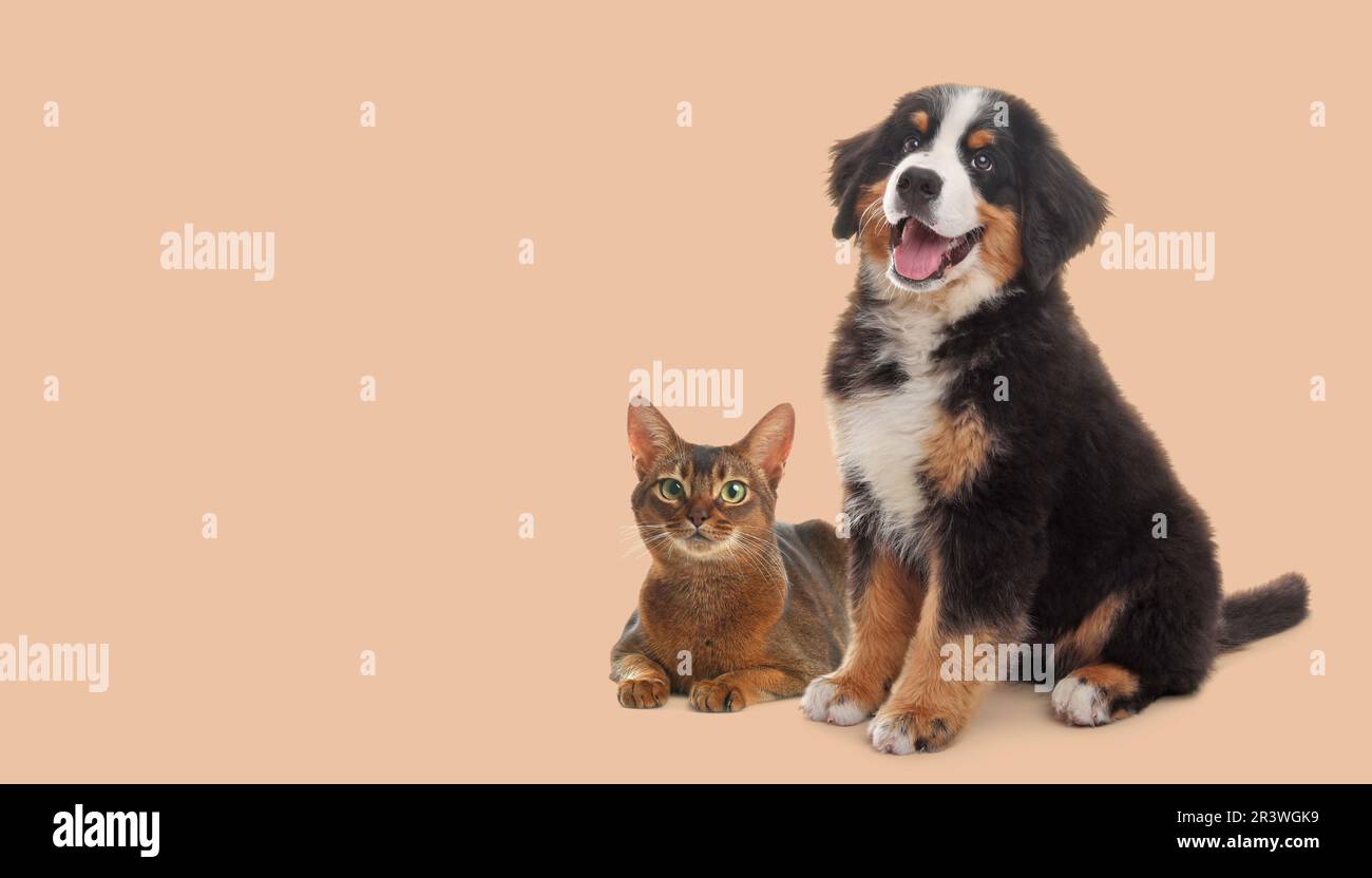 Happy pets. Adorable Bernese Mountain Dog puppy and Abyssinian cat on beige background, space for text Stock Photo