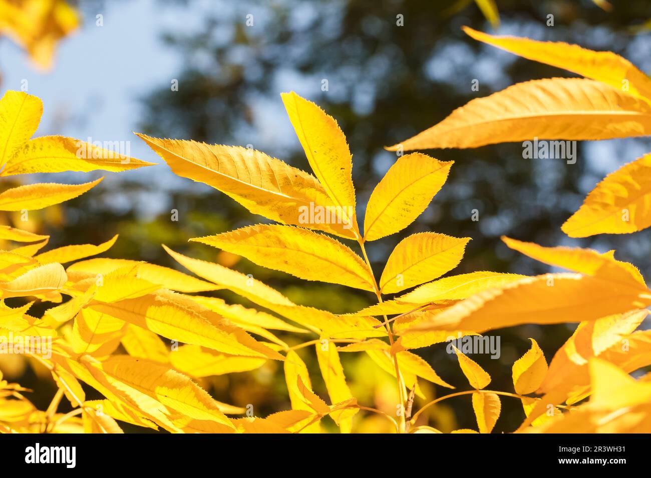 Carya cordiformis, known as Bitternut hickory and Swamp hickory Stock