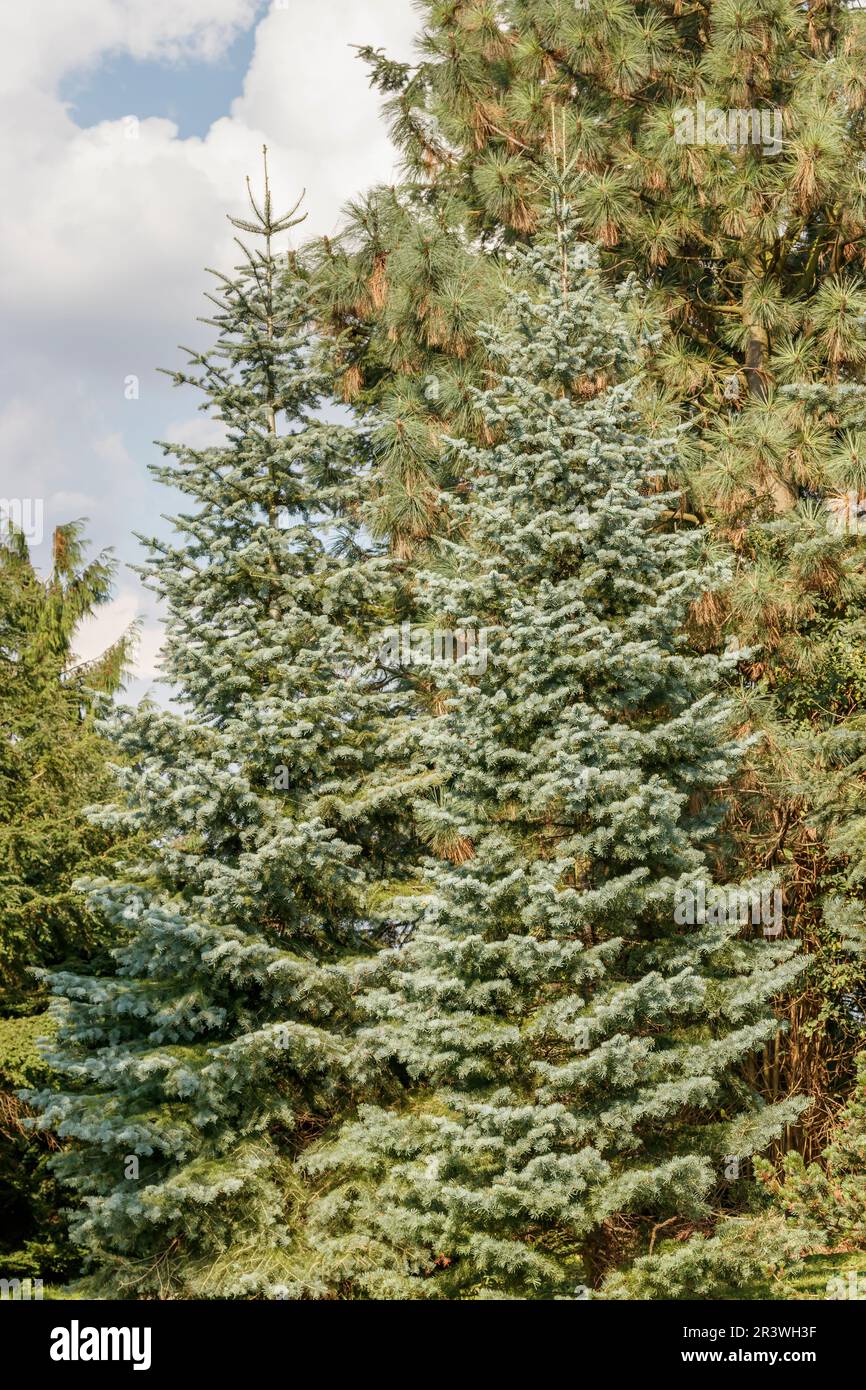 Abies concolor, common names are Colorado white fir, Colorado fir, White fir, Balsam fir Stock Photo