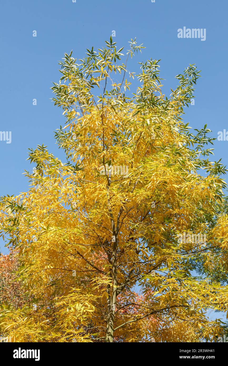 Carya cordiformis, Bitternuss Carya cordiformis, Bitternut hickory