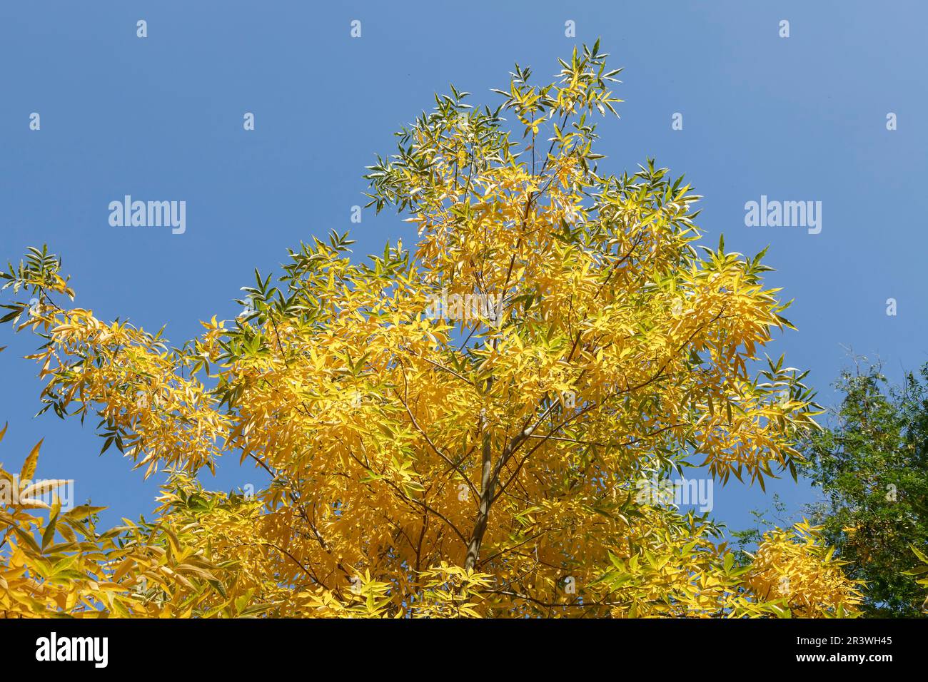 Carya cordiformis, known as Bitternut hickory and Swamp hickory Stock