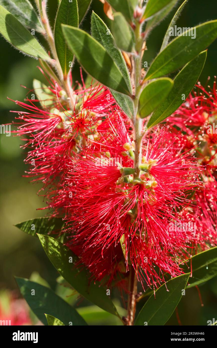 Callistemon citrinus, Karminroter Zylinderputzer Callistemon citrinus