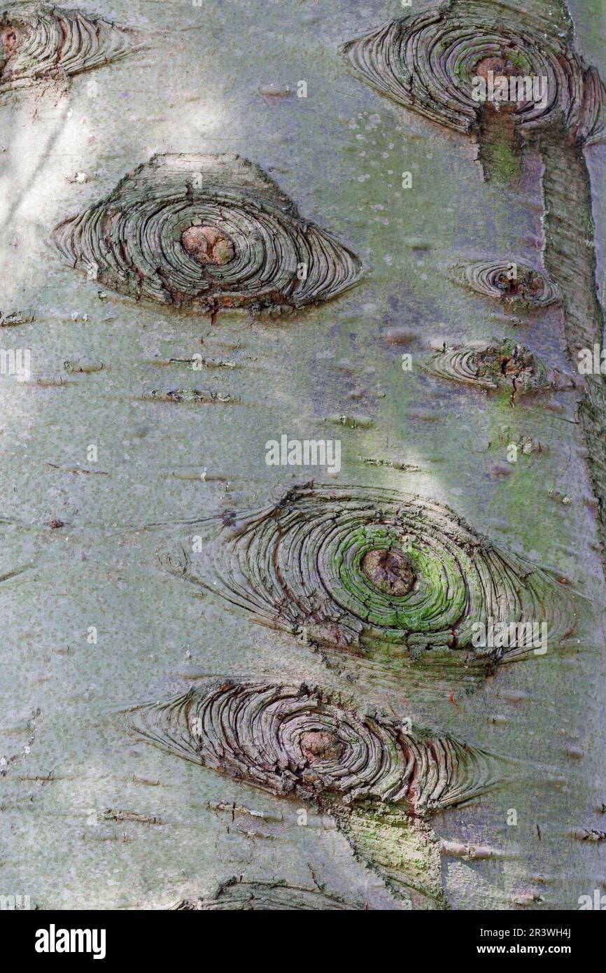 Abies grandis (bark), other common names are Giant fir, Grant fir 