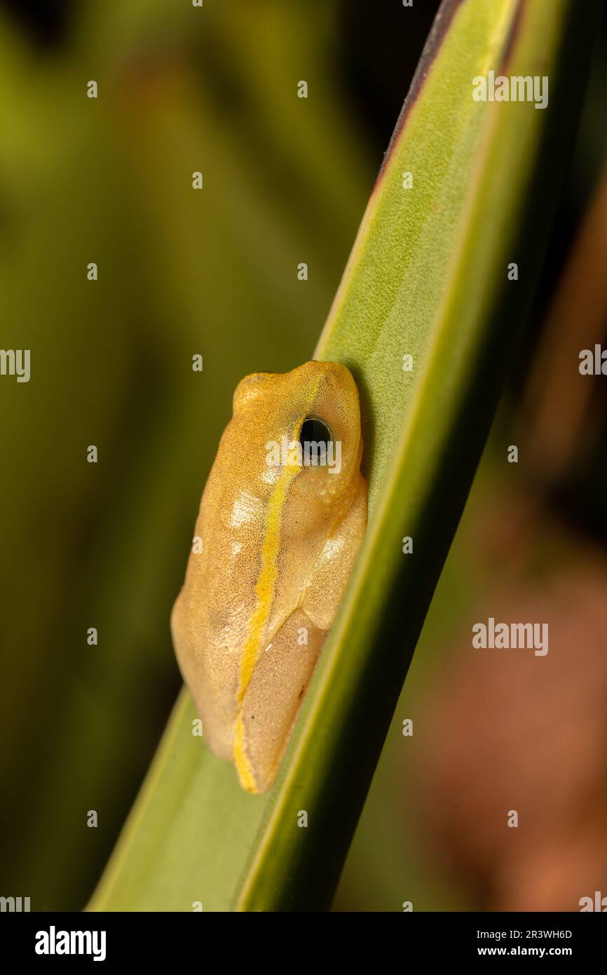 Heterixalus betsileo, frog in Ambalavao, Andringitra National Park. Madagascar wildlife Stock Photo
