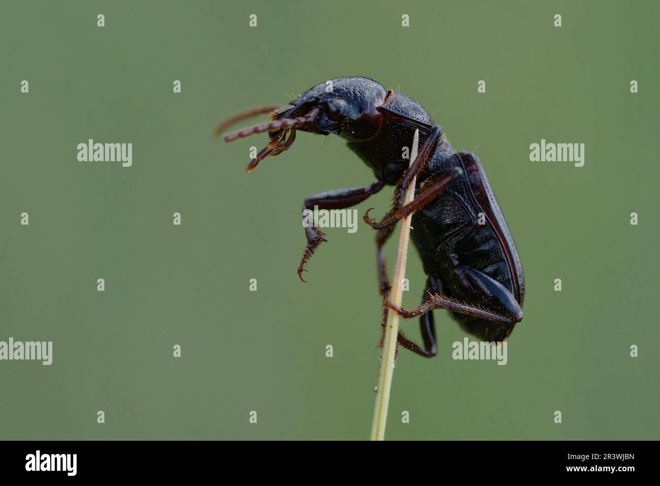 Beetle (Dixus sp.) on a plant stem Stock Photo