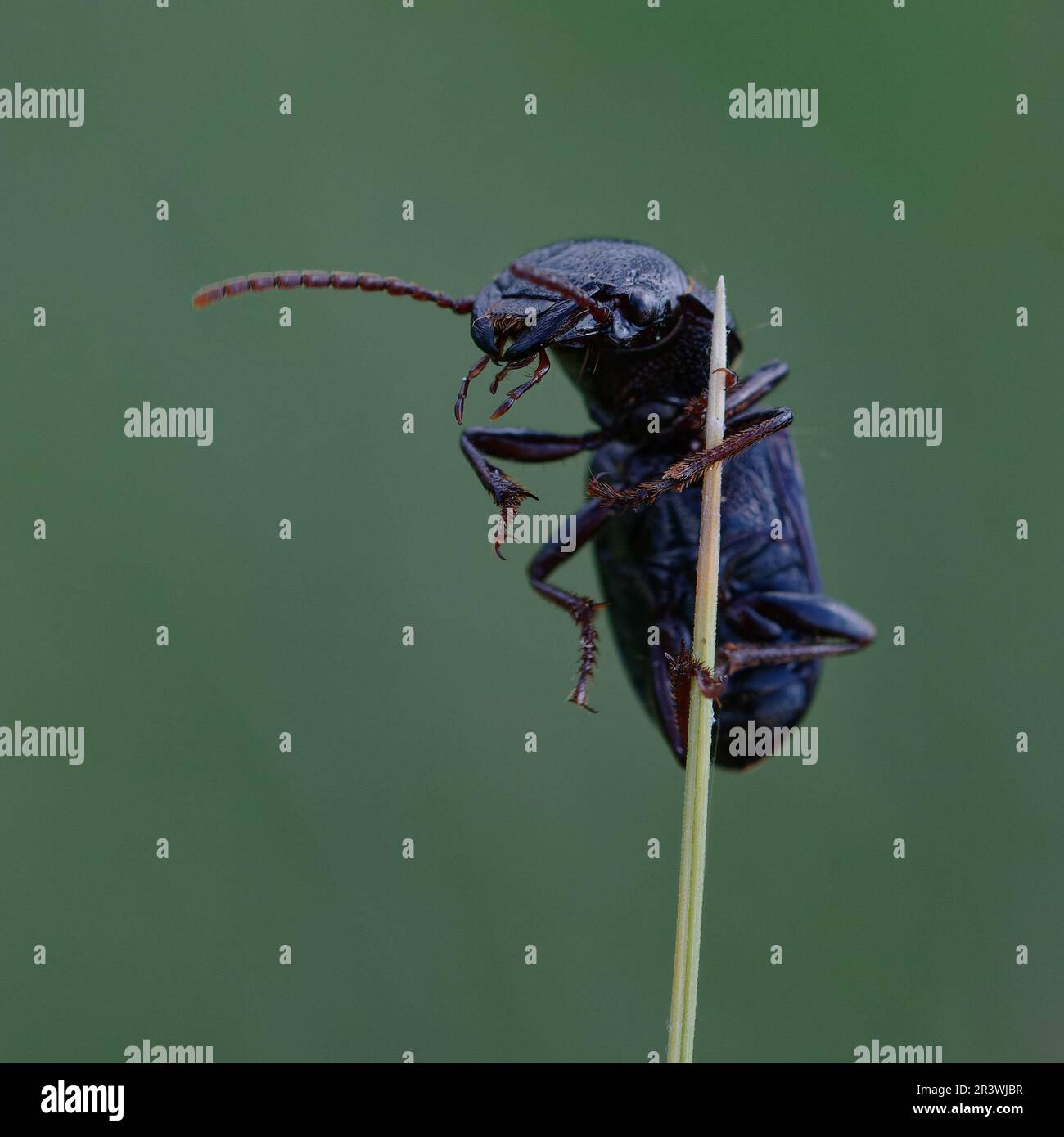 Beetle (Dixus sp.) on a plant stem Stock Photo