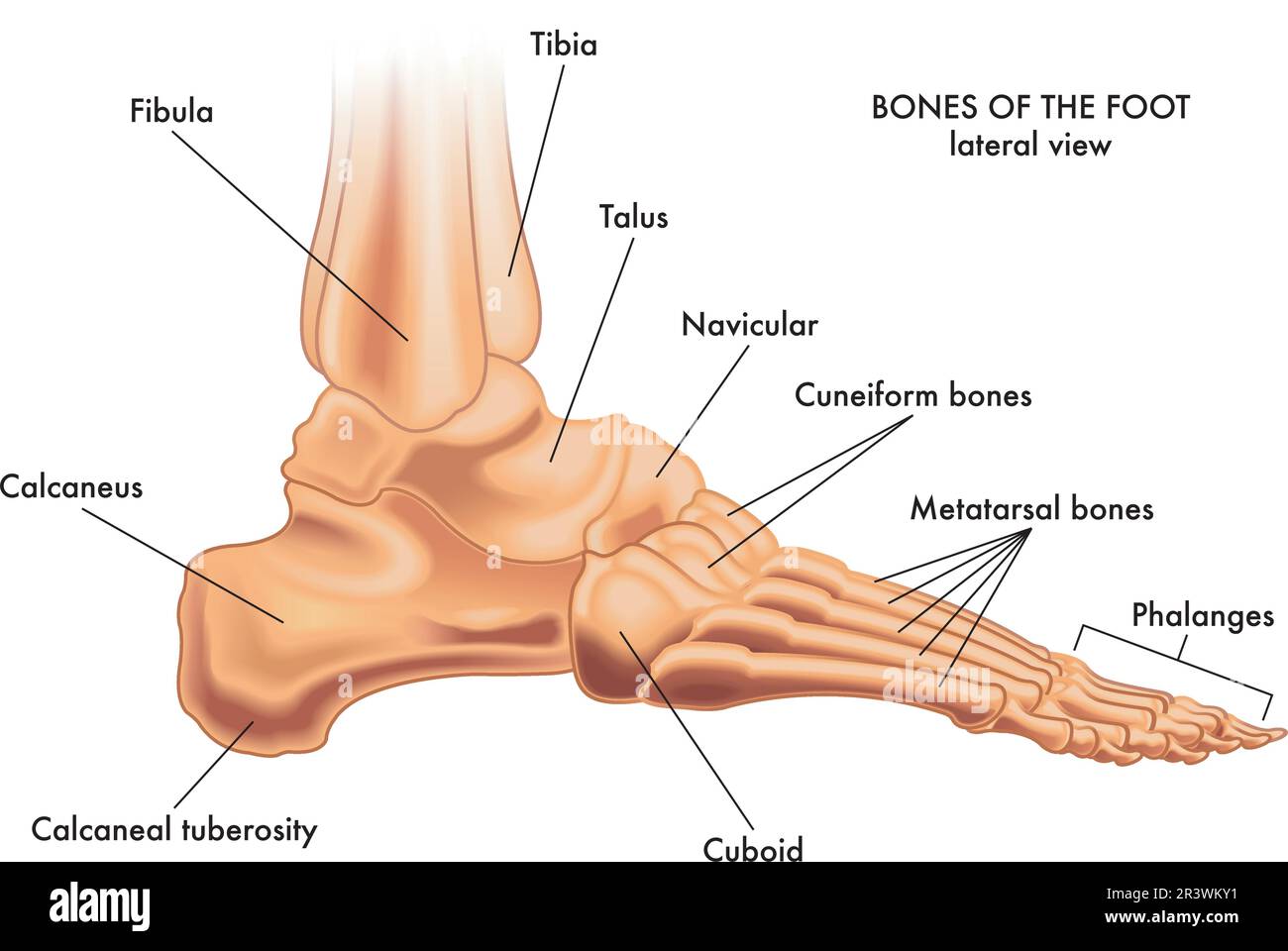 Medical illustration of the major parts of the foot bones in lateral view, with annotations. Stock Vector