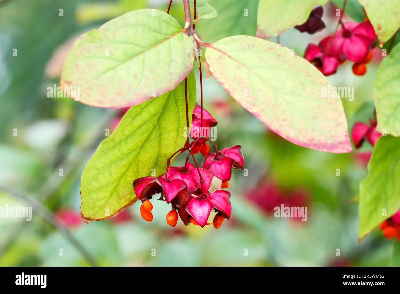 Euonymus pauciflorus, known as Spindle, Spindle tree, Burning bush