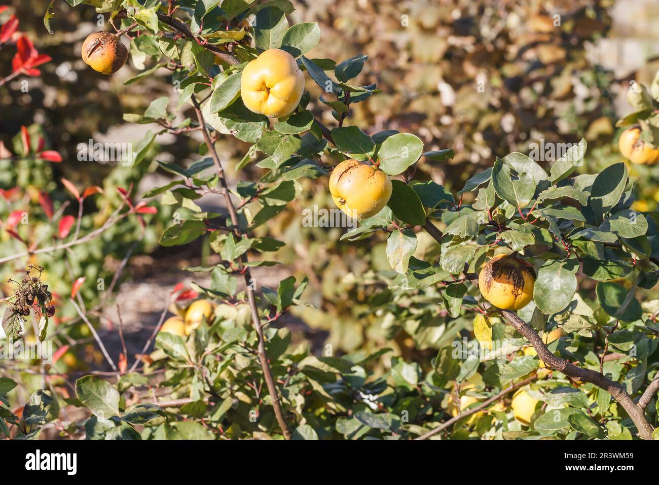 Cydonia oblonga, commonly known as Quince (fruits) Stock Photo