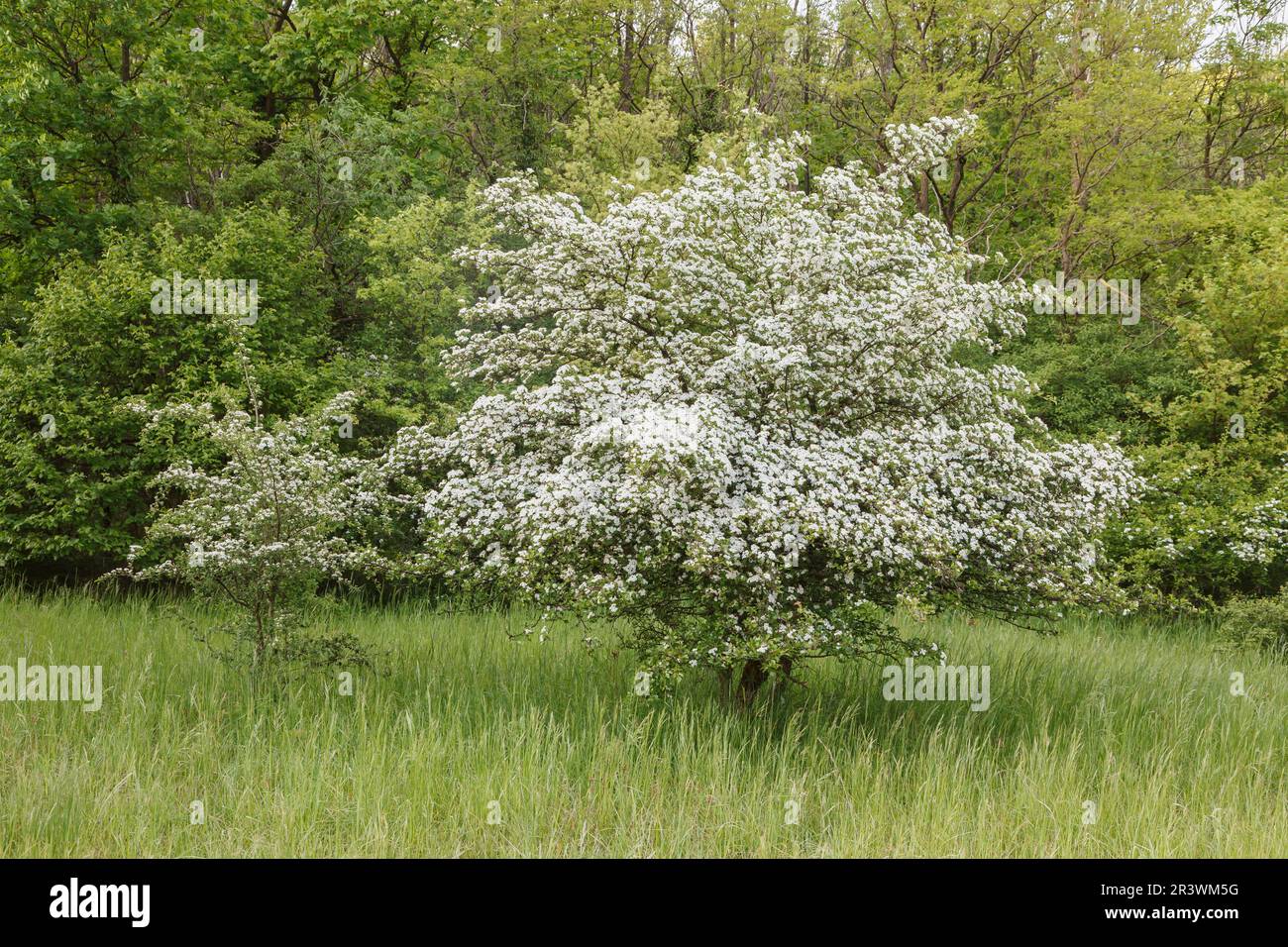 Crataegus rhipidophylla (syn. Crataegus curvisipala), Großkelchiger