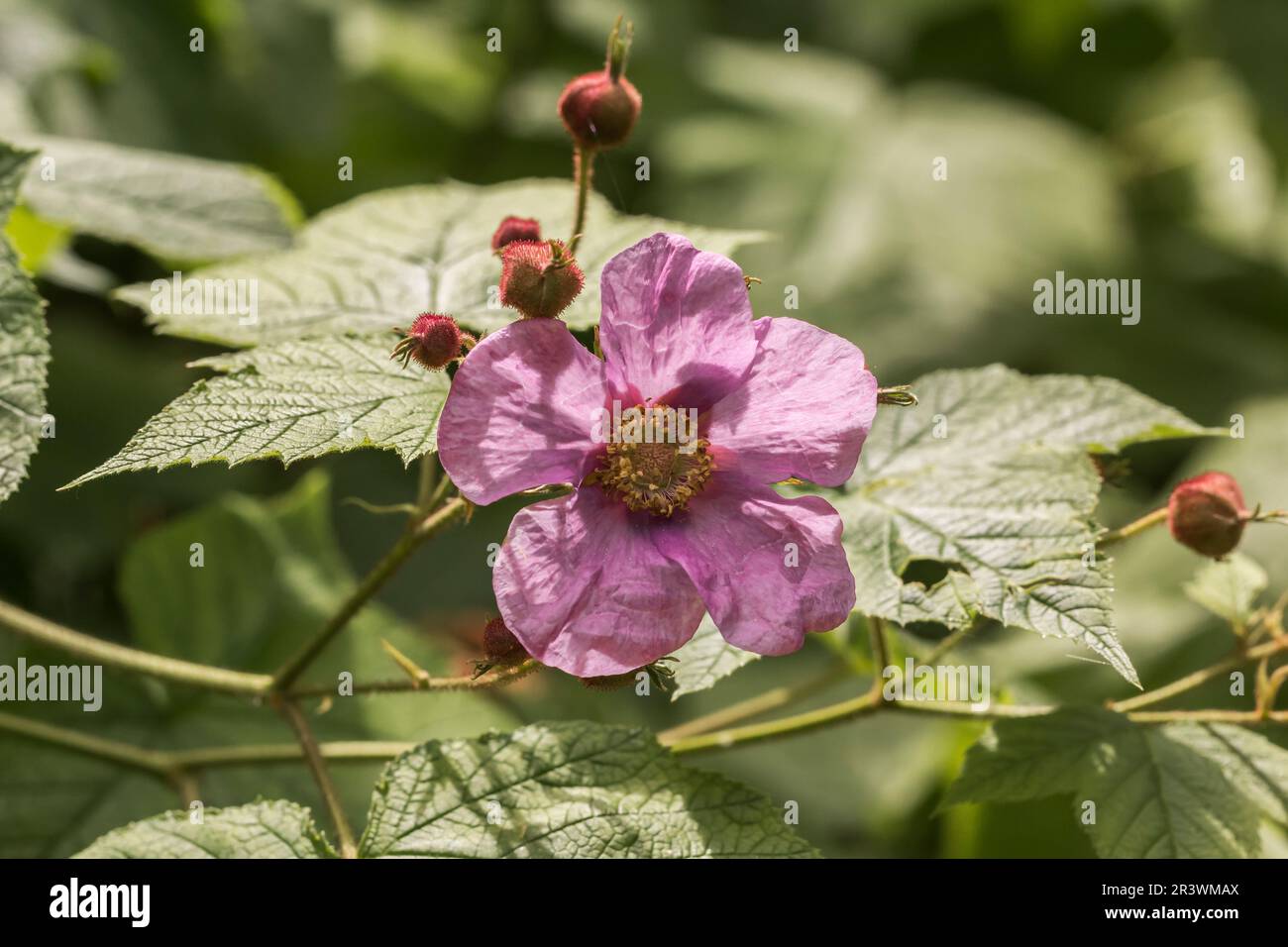 Rubus odoratus in spring, known as Flowering rapsberry or Rapsberry Stock Photo