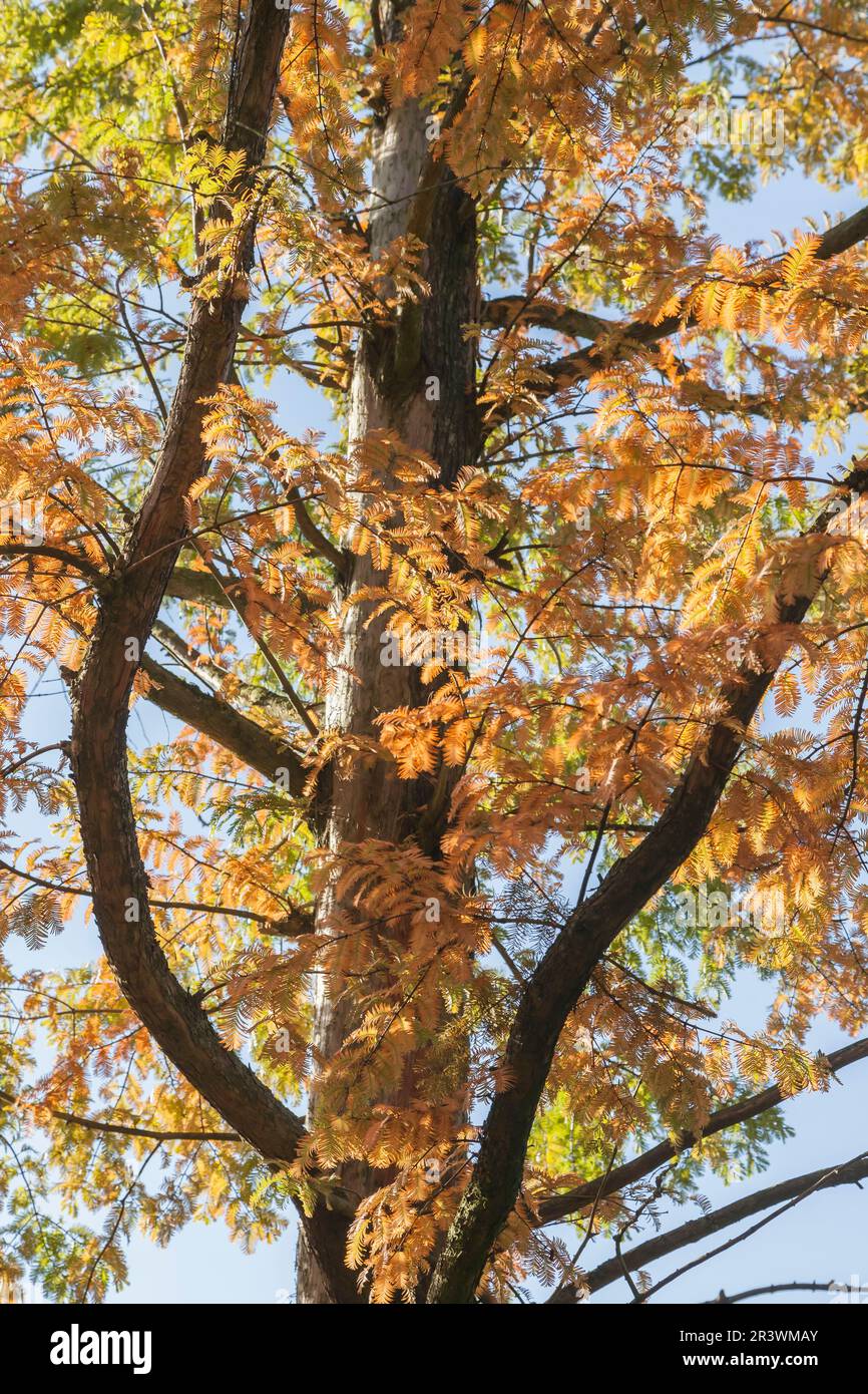 Metasequoia glyptostroboides, UrweltMammutbaum, Chinesisches Rotholz