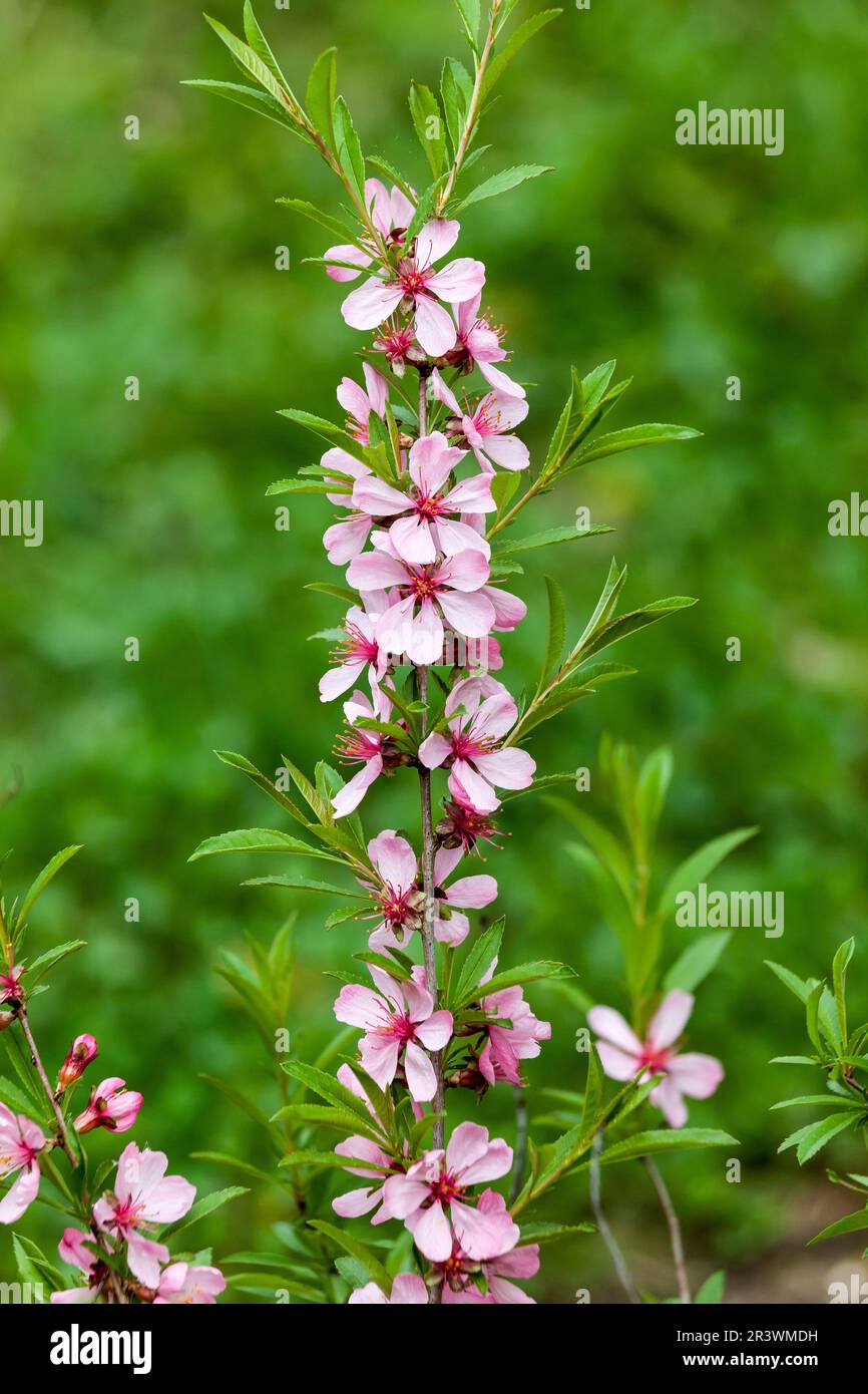 Prunus tenella, commonly known as the Dwarf Russian almond in spring ...
