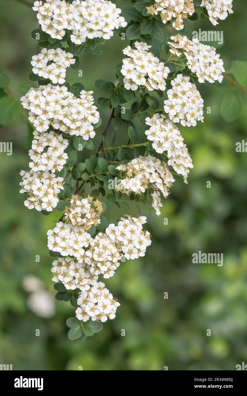 Spiraea nipponica, known as Snowmound, Snowmound bridal wreat spiraea in spring Stock Photo