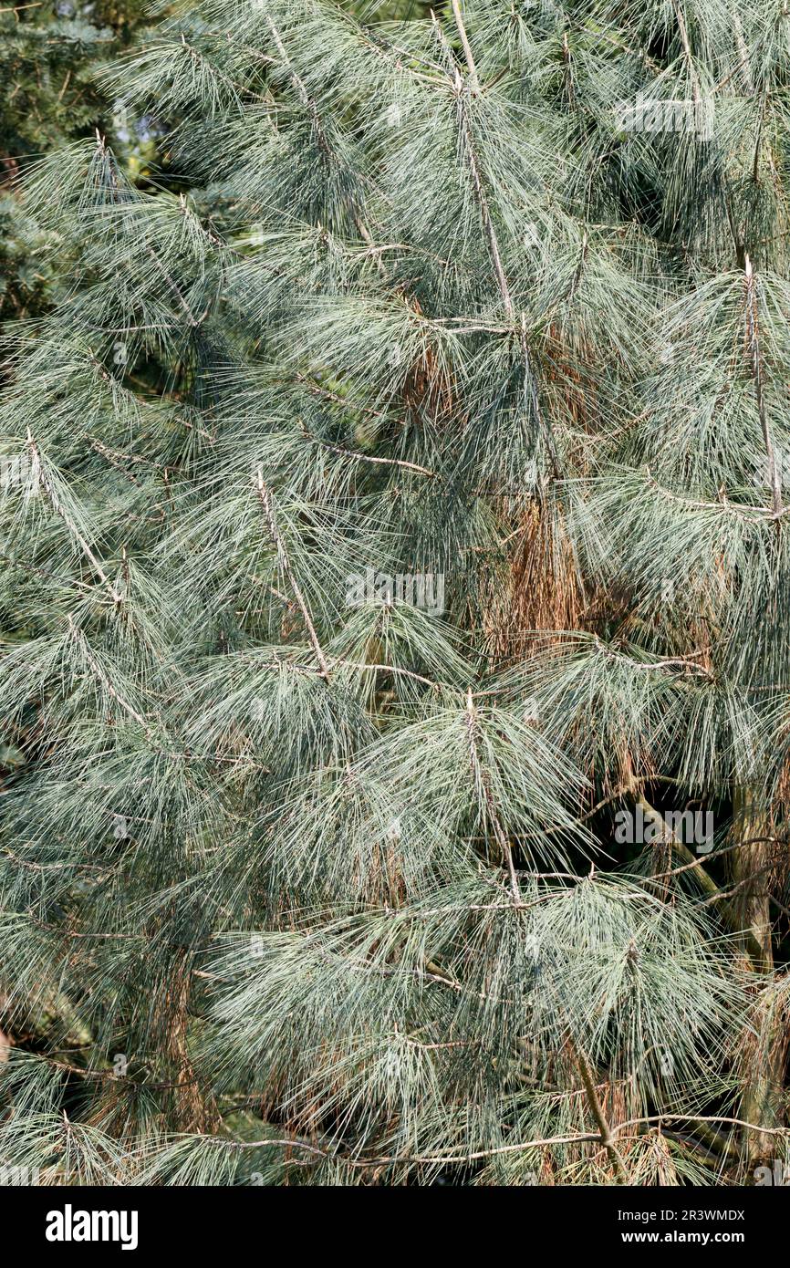 Pinus sabiniana, known as Ghost pine, Gray pine, California foothill pine, Foothill pine, Bull pine Stock Photo