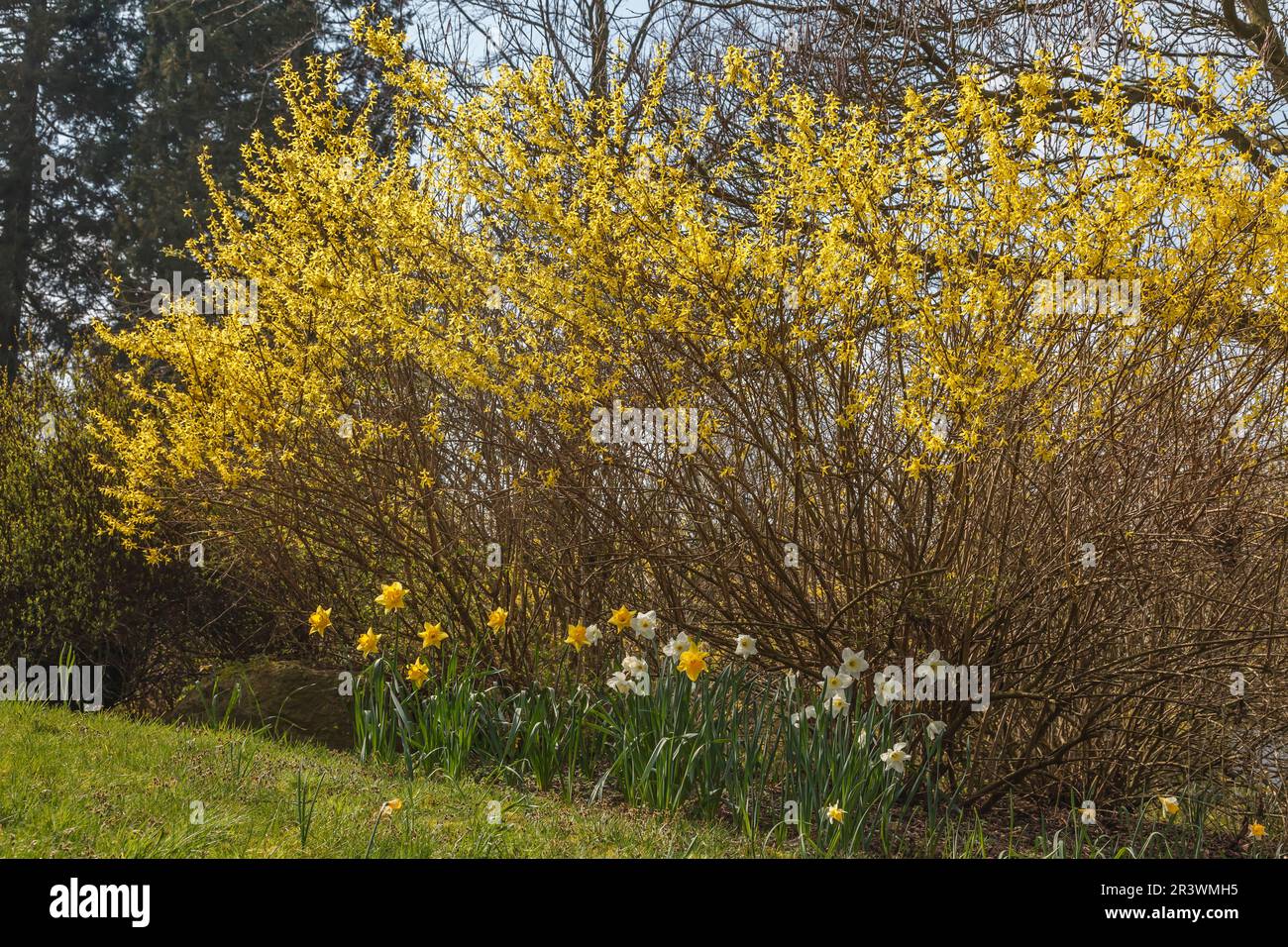Forsythia x intermedia in spring, known as Border Forsythia from Germany Stock Photo