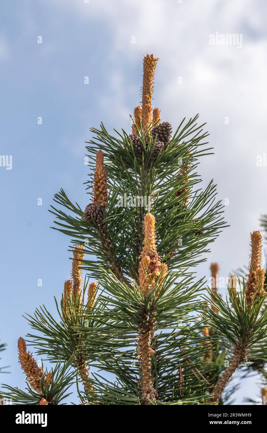 Pinus densiflora, known as Japanese Red Pine, Japanese pine, Korean red pine, Tanyosho pine Stock Photo