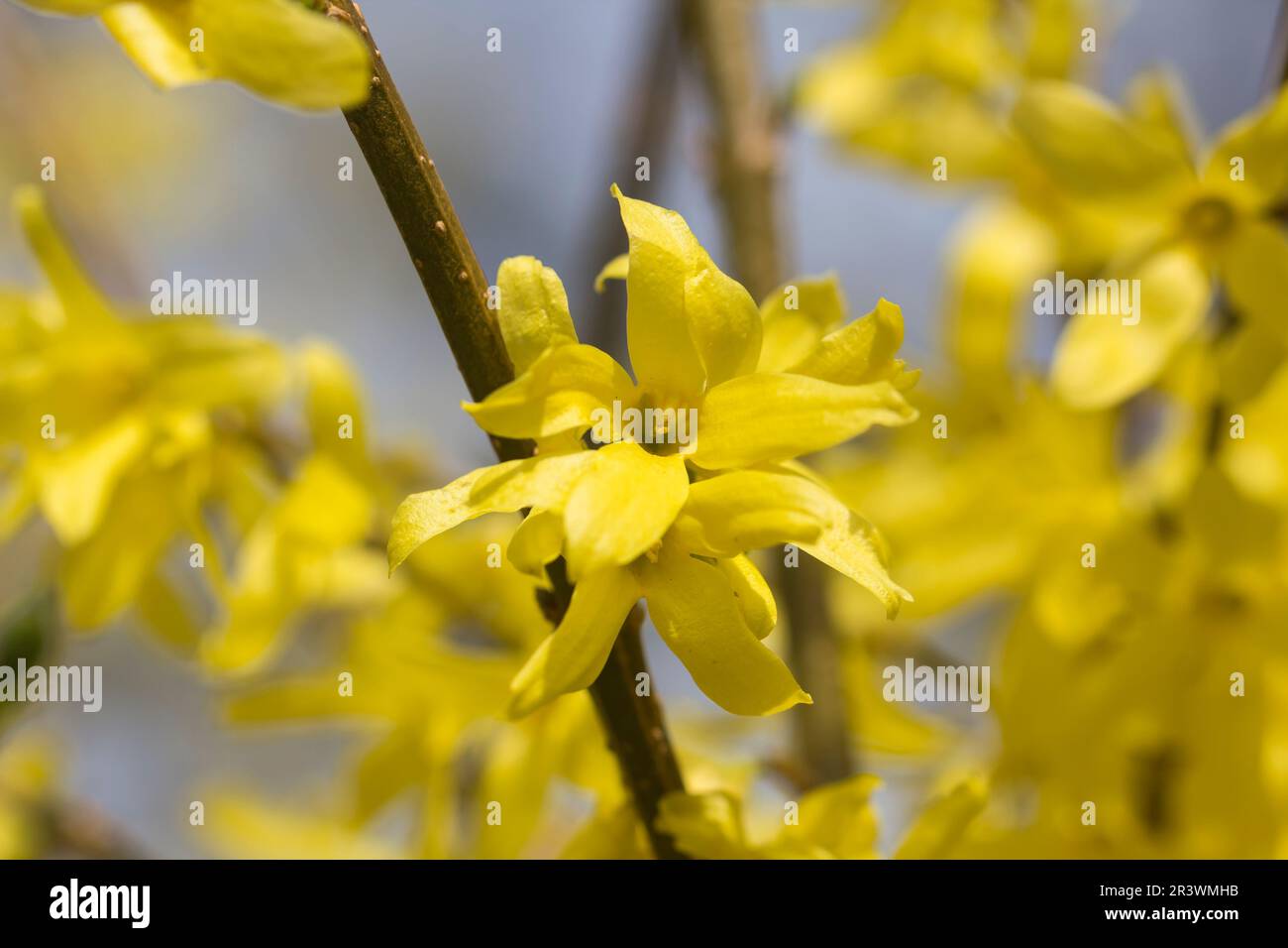 Forsythia x intermedia, GartenForsythie, Goldflieder, Goldglöckchen