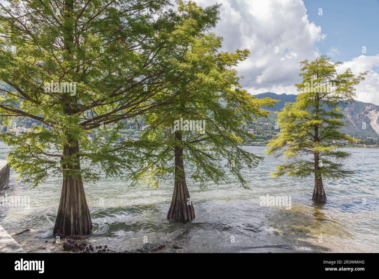 Taxodium ascendens, syn. Taxodium distichum, Pond cypress, Gulf cypress, Swamp cypress, Baldcypress Stock Photo