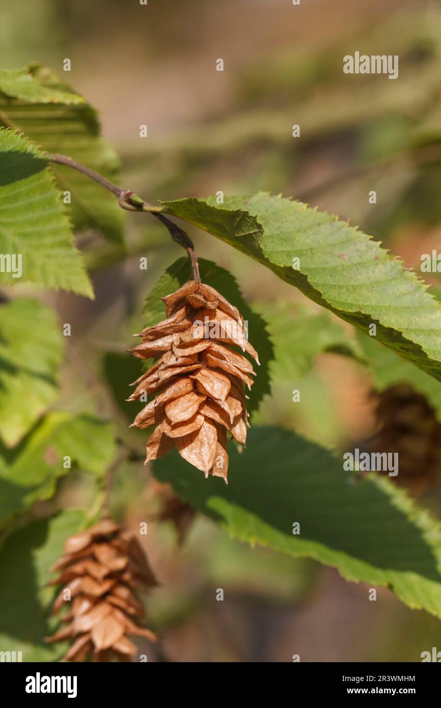 Ostrya carpinifolia, known as the Hop hornbeam Stock Photo