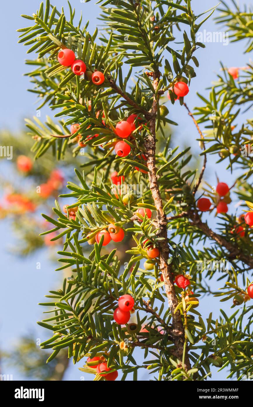 Taxus, cuspidata, known as Japanese holly, Box-leaved holly, Japanese yew, Speading yew Stock Photo