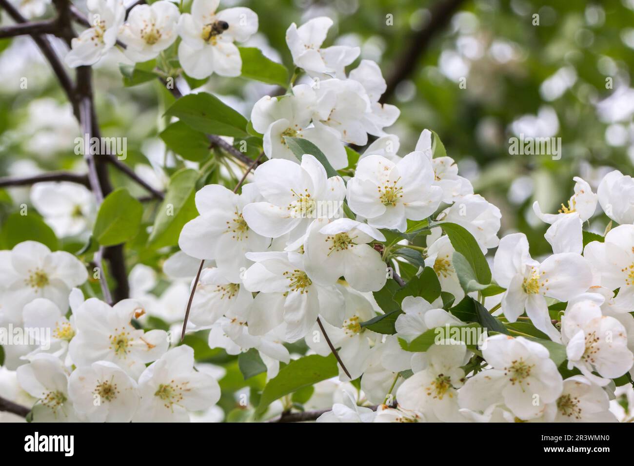 Malus baccata, var. mandshurica, Siberian crabapple, Siberian crab