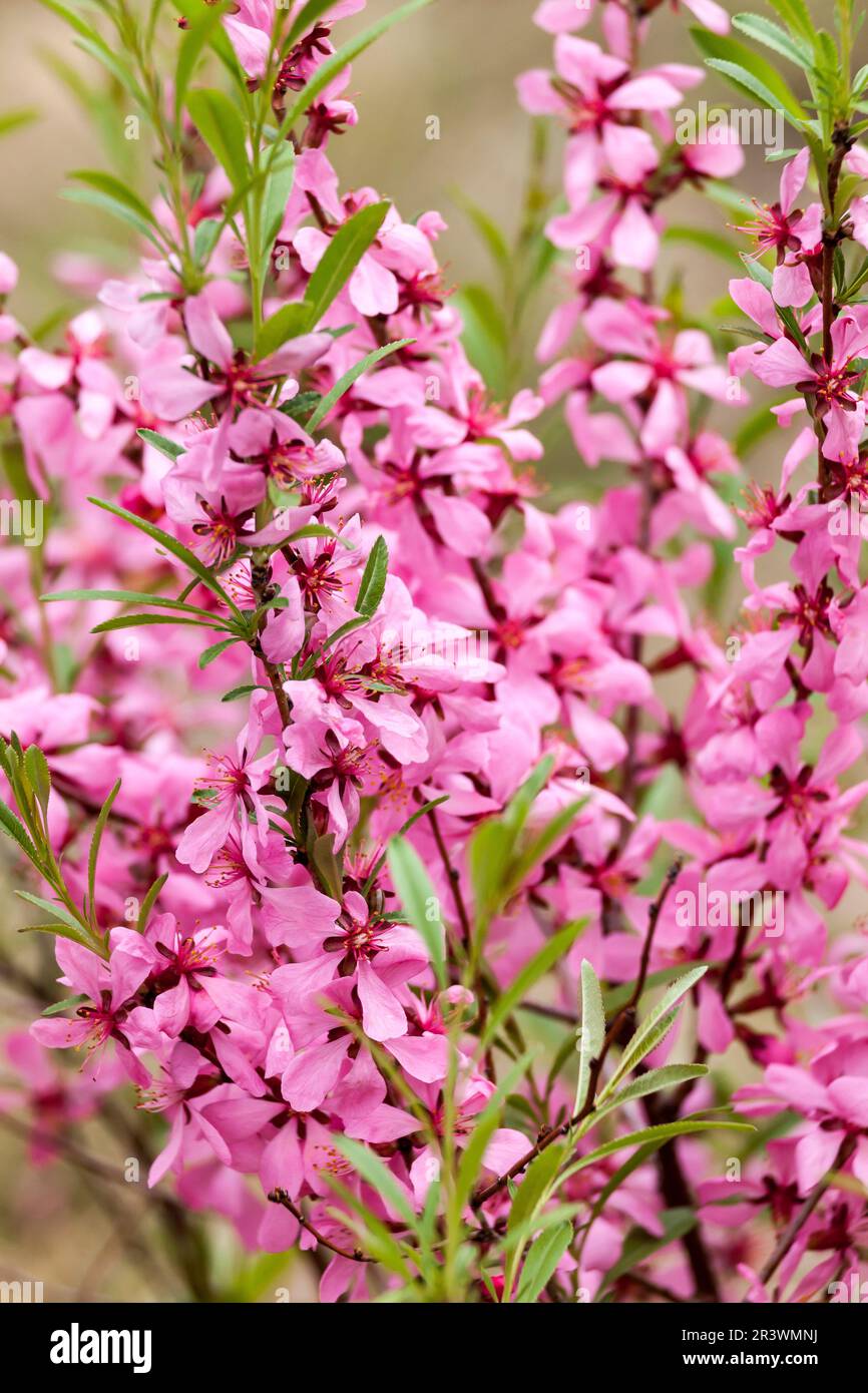 Prunus tenella, commonly known as the Dwarf Russian almond Stock Photo ...