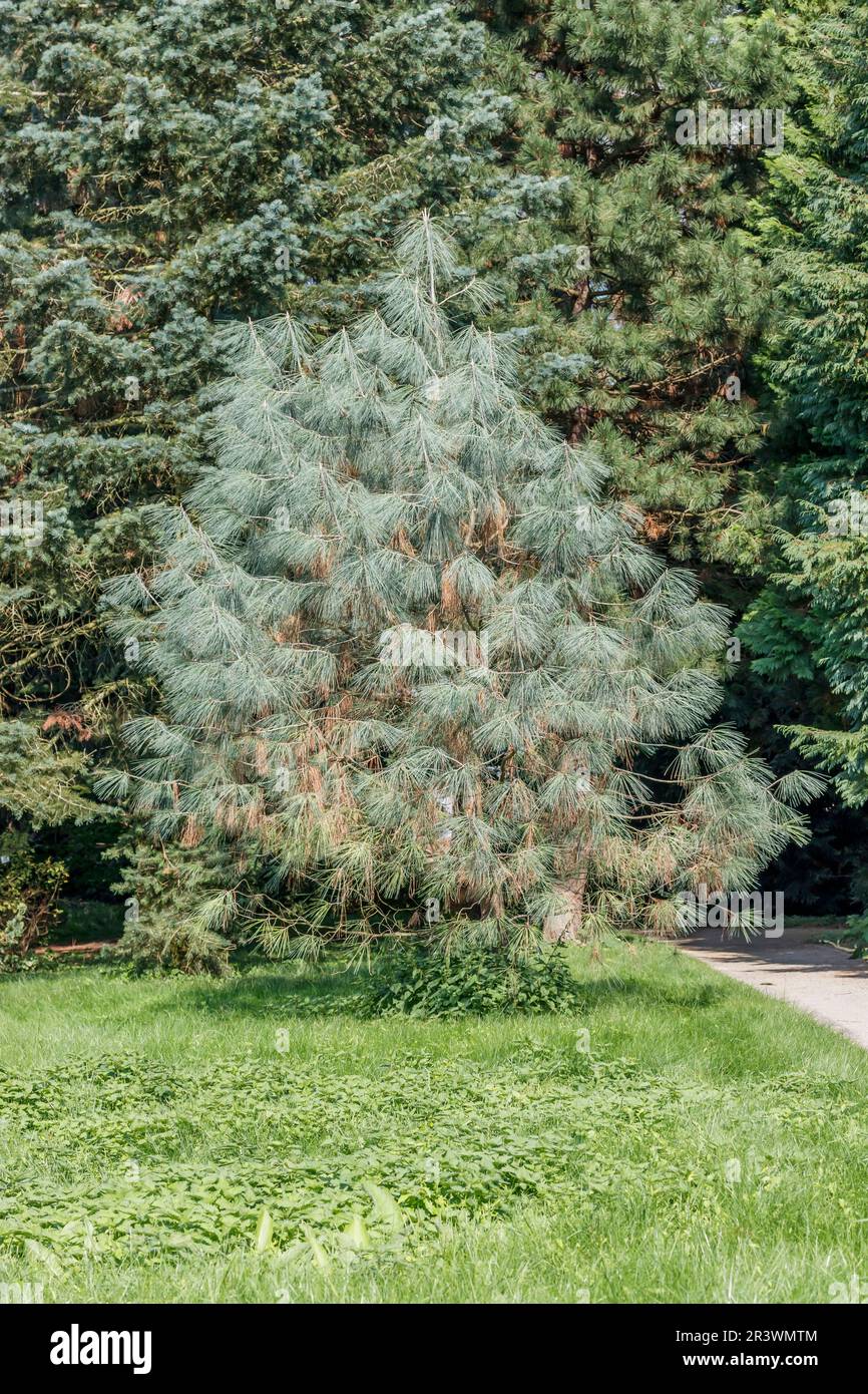 Pinus sabiniana, known as Ghost pine, Gray pine, California foothill pine, Foothill pine, Bull pine Stock Photo
