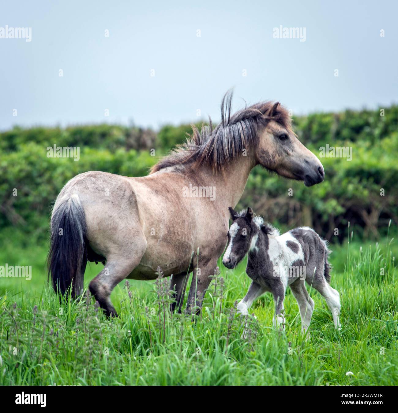 A new born foal and it's mother already up on it's legs and running when less than a day old Stock Photo