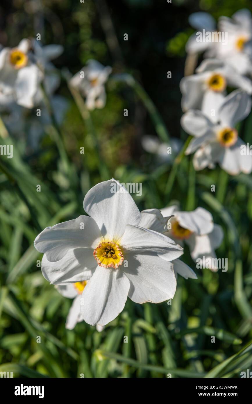White Daffodils growing in a hedgerow in East Yorkshire, UK Stock Photo