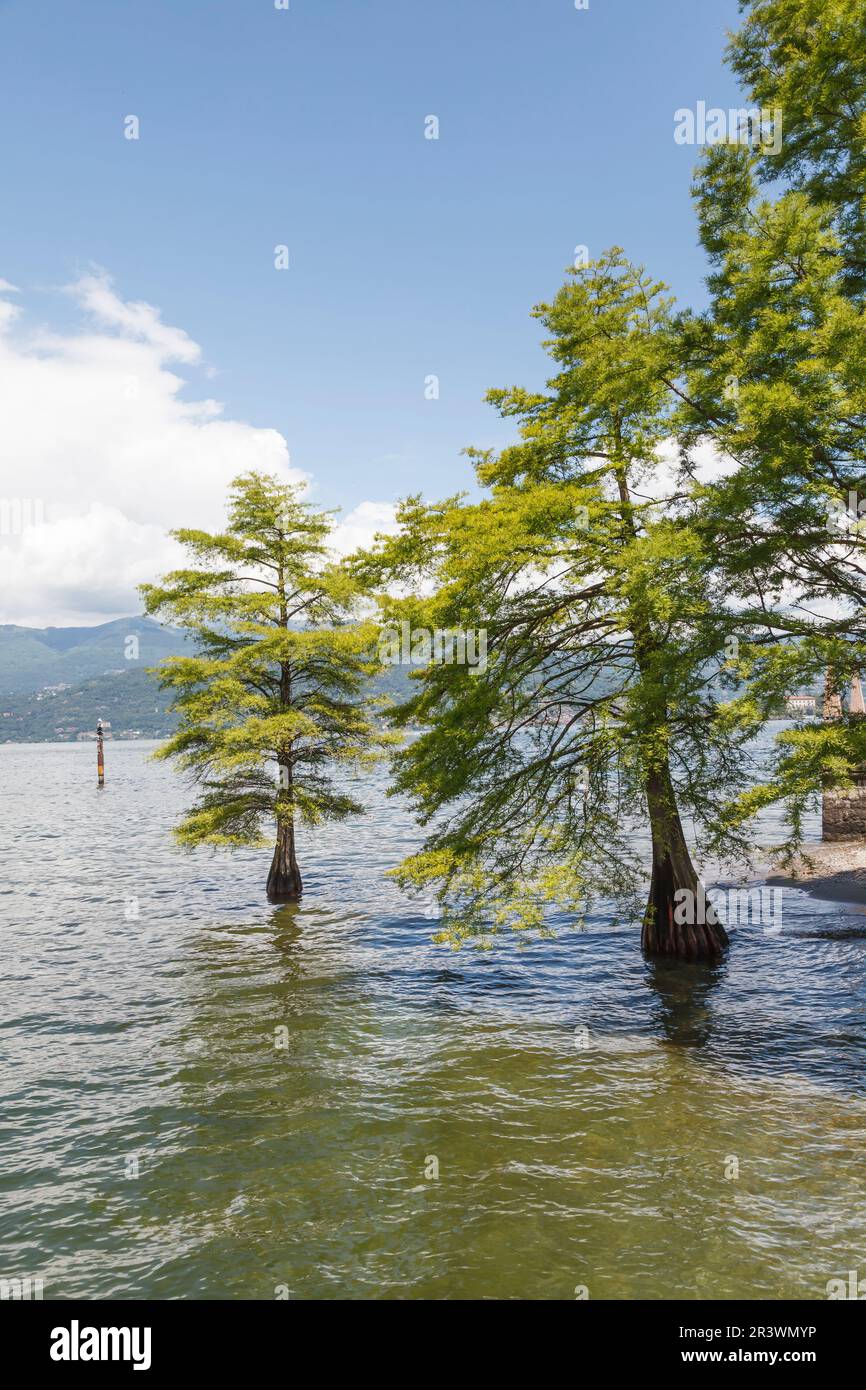 Taxodium ascendens, syn. Taxodium distichum, Pond cypress, Gulf cypress, Swamp cypress, Baldcypress Stock Photo