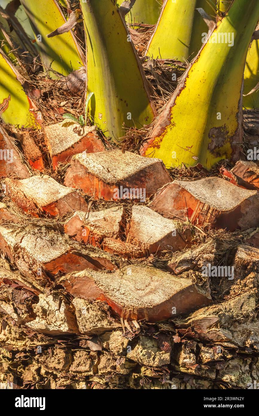 Phoenix canariensis, known as Date palm, Canary Islands Date Palm Stock