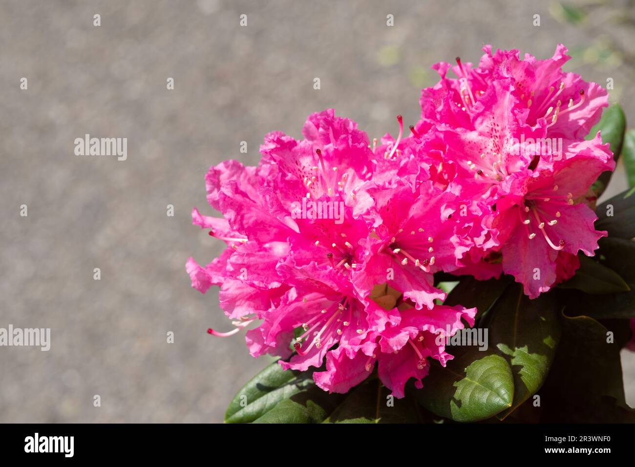 Rhododendron Pink Flower, Rhododendron Ponticum Stock Photo