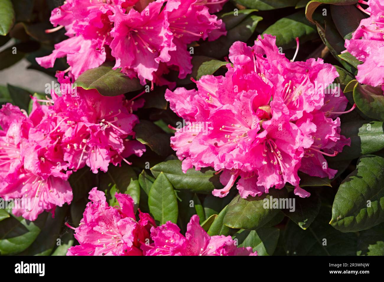 Rhododendron Pink Flower, Rhododendron Ponticum Stock Photo
