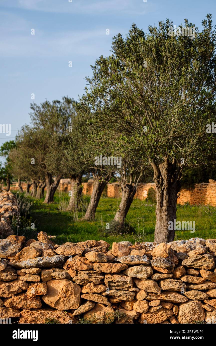 olive field, Formentera, Pitiusas Islands, Balearic Community, Spain Stock Photo