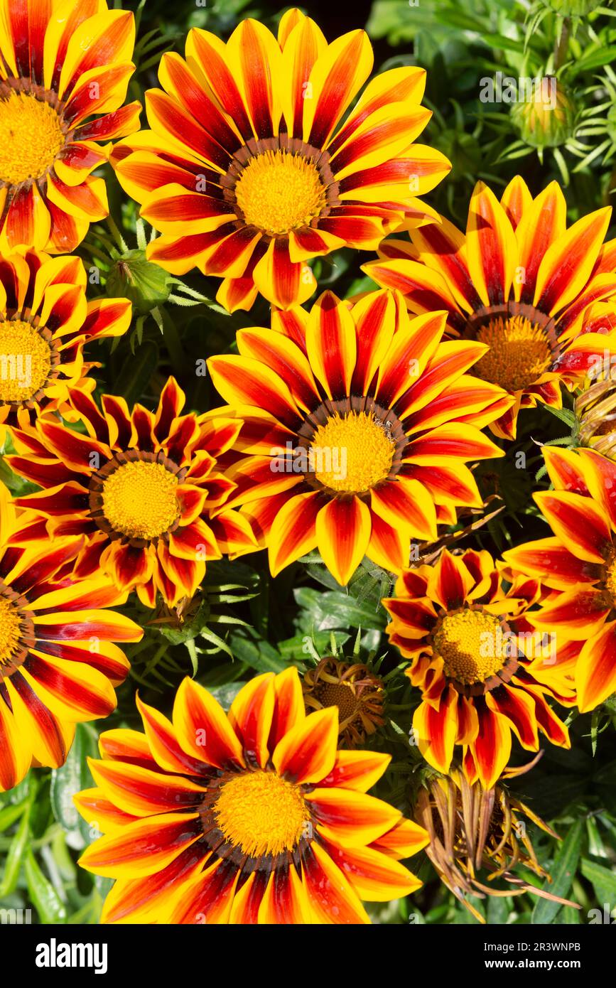 Gazian whit Yellow Red Petal Gaziana Flower Stock Photo