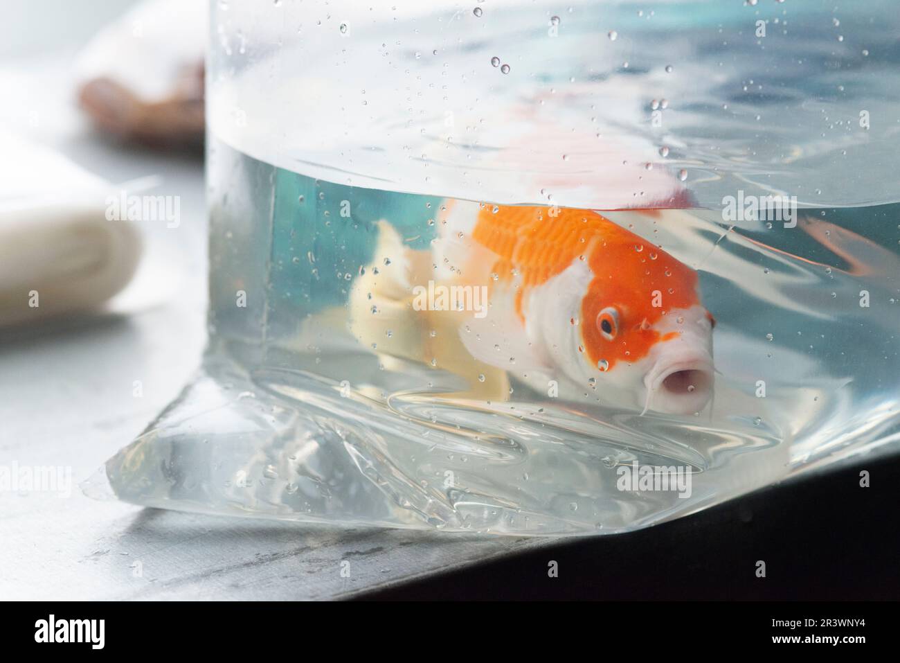 Fish in Water Bag Stock Photo