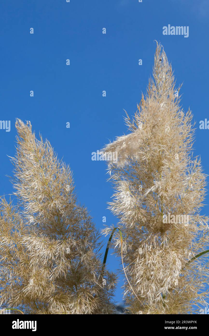 Cortaderia selloana, Pampas grass, Germany Stock Photo