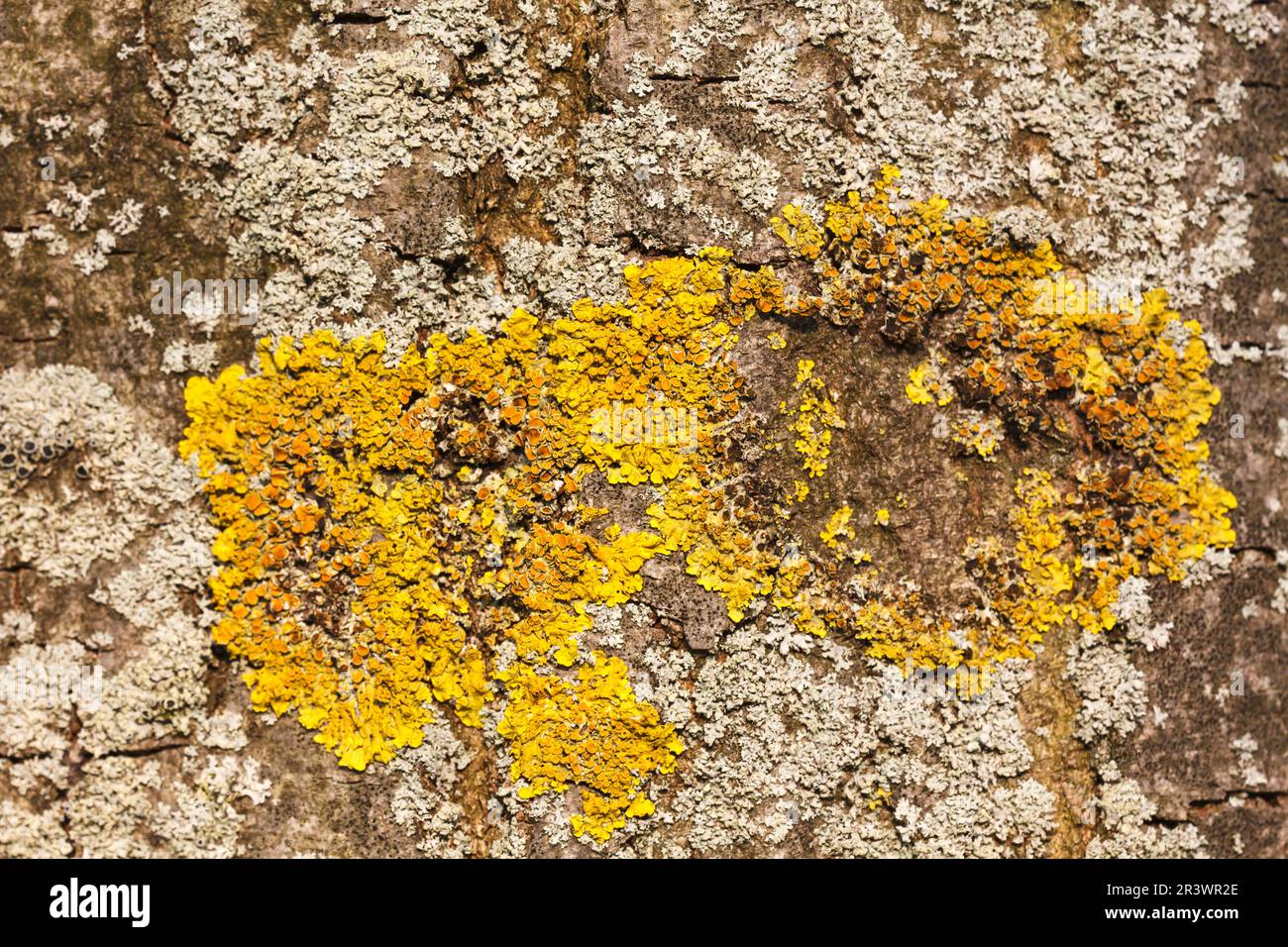 Yellow tree lichens on a tree bark, Germany Stock Photo