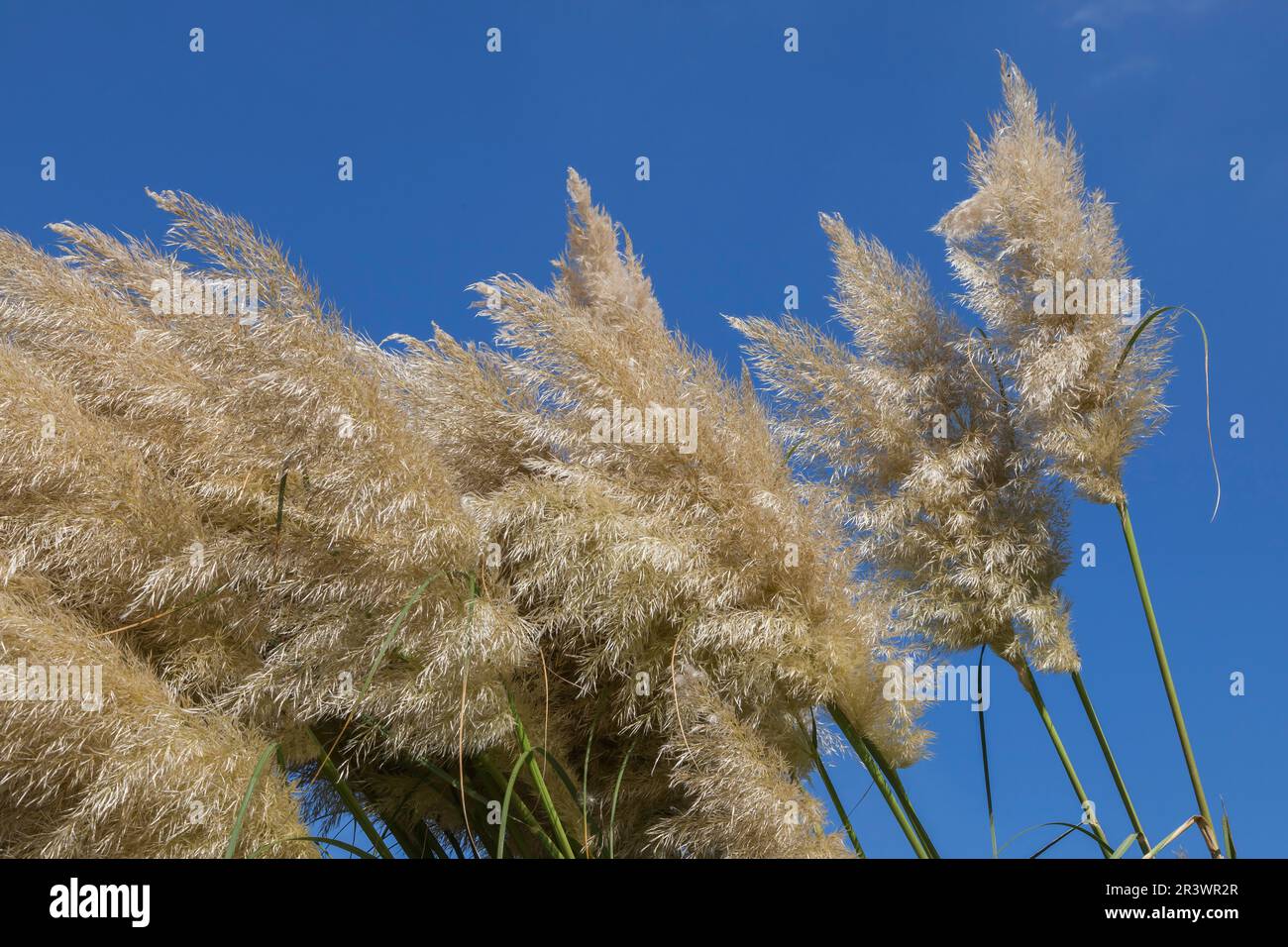 Cortaderia selloana, Pampas grass, Germany Stock Photo