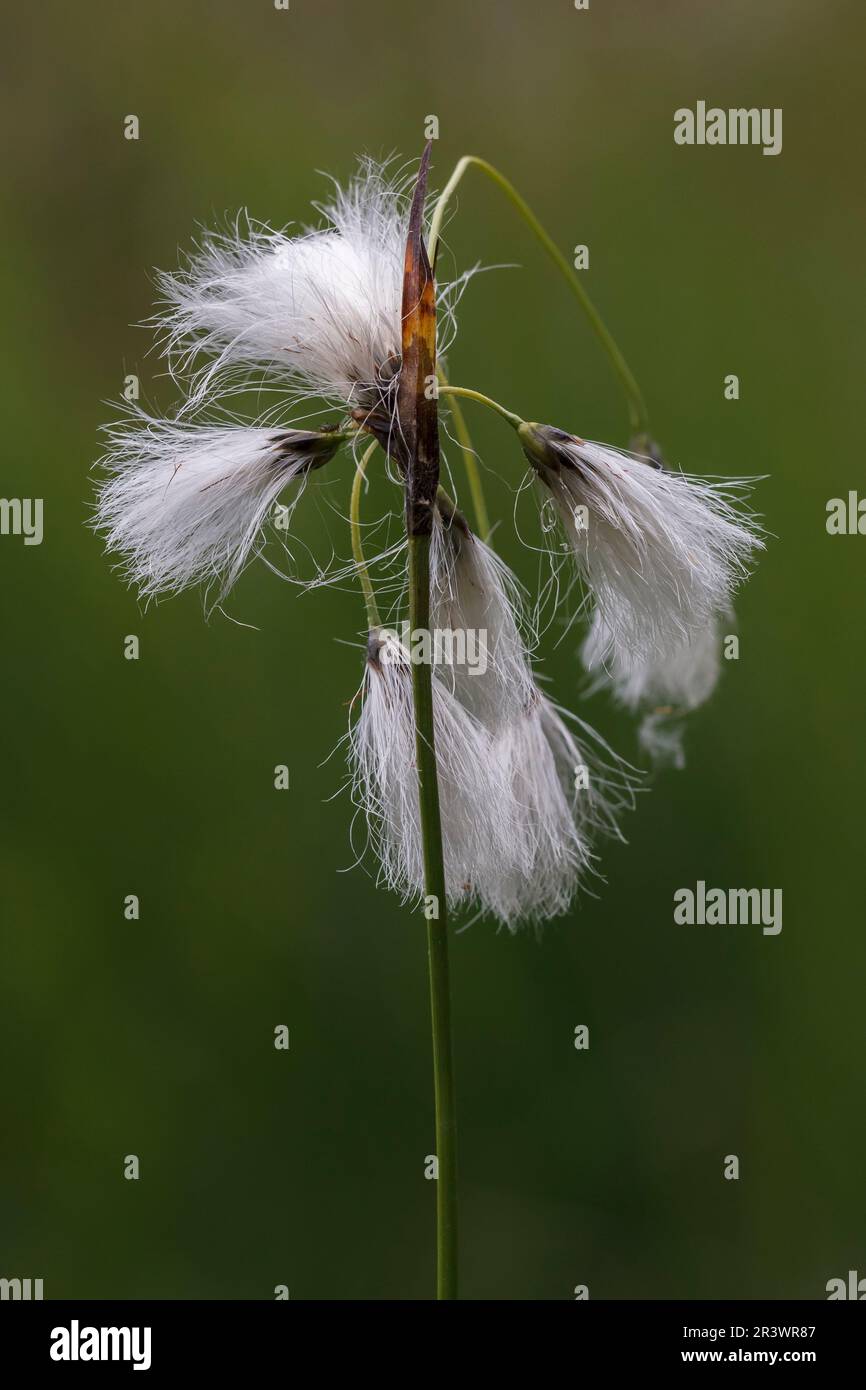 Eriophorum latifolium, known as Broad-leaved cotton-grass, Broad-leaved cotton-sedge, Cotton sedge Stock Photo