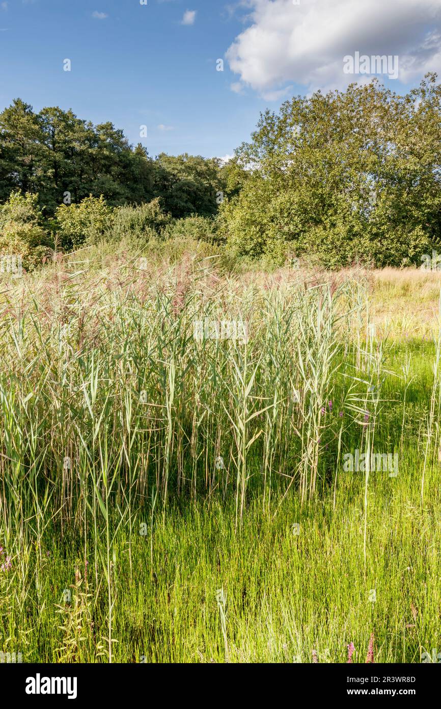 Phragmites australis syn phragmites communis hires stock photography