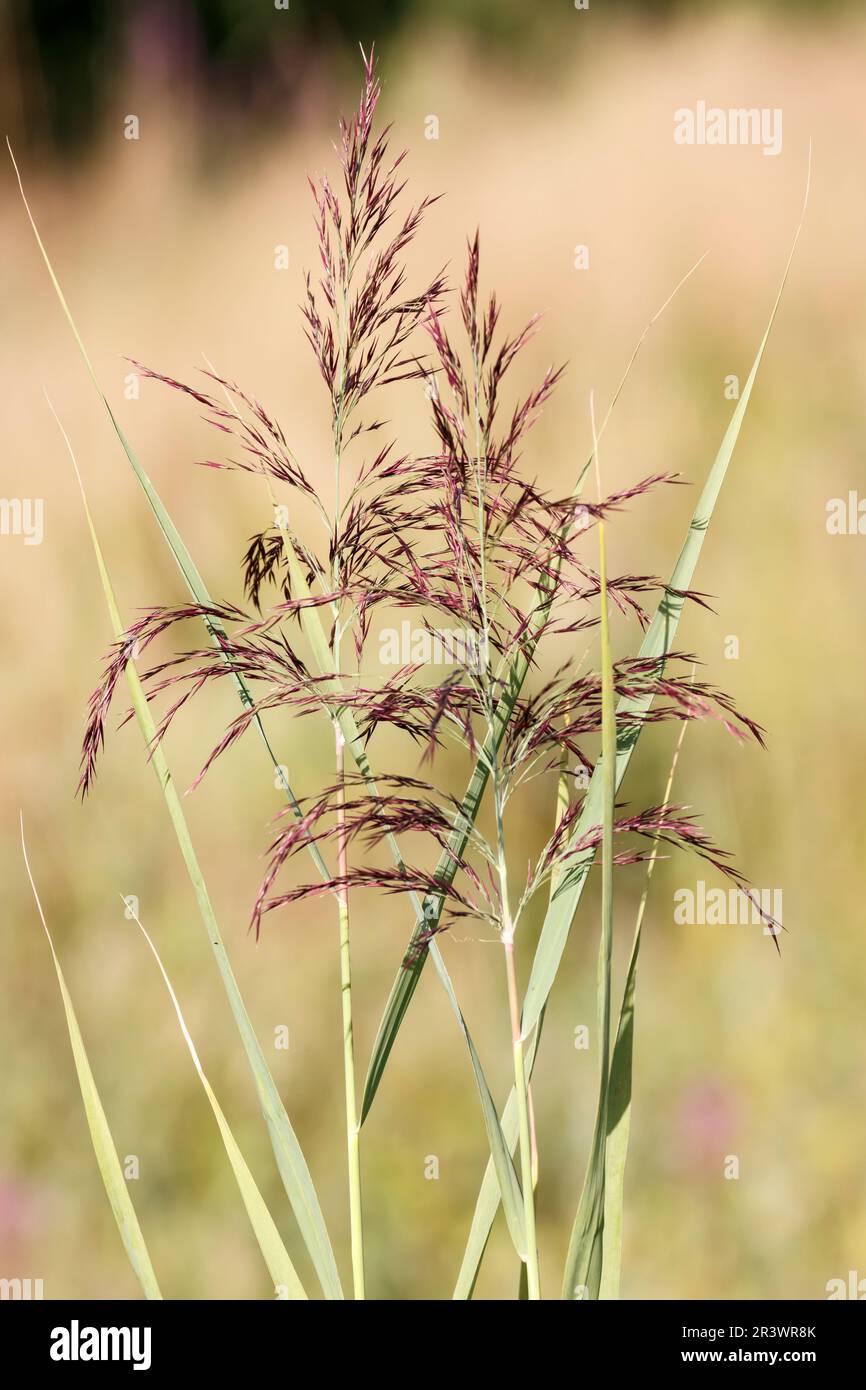 Phragmites australis, Phragmites communis, Common reed, Water reed, Common reed grass, from Germany Stock Photo