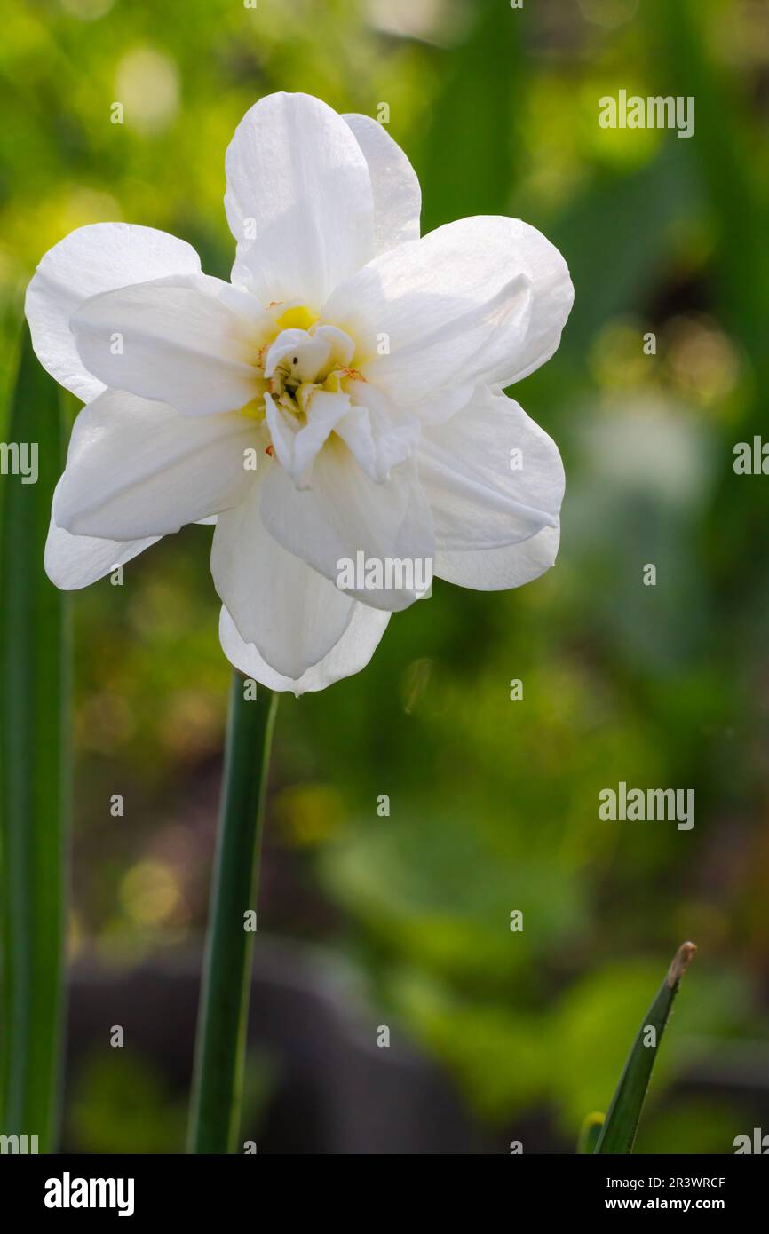 Beautiful flower of white daffodil growing in the garden Stock Photo