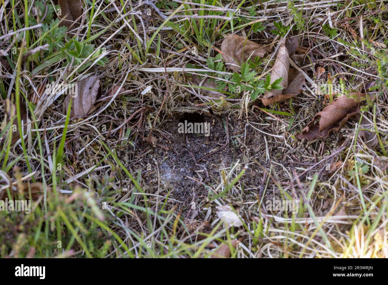 Field Cricket (Gryllus campestris, Gryllidae) at the entrance to its burrow. Lord's Piece, Coates Common, Sussex, May 2023 Stock Photo